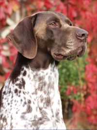 Pet Portraits