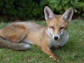 Wildlife